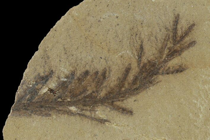 Dawn Redwood (Metasequoia) Fossil - Montana #135748